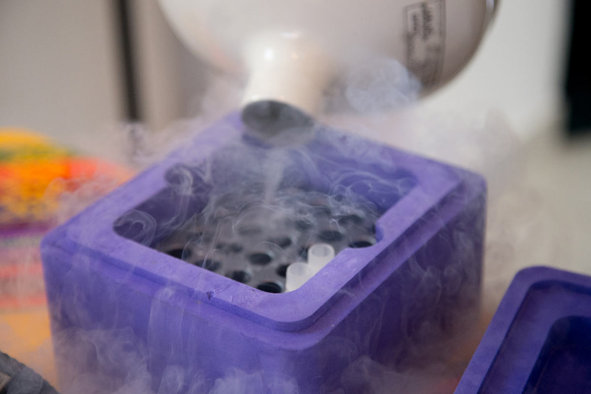 Ellis vierte nitrógeno líquido a tubos con plántulas