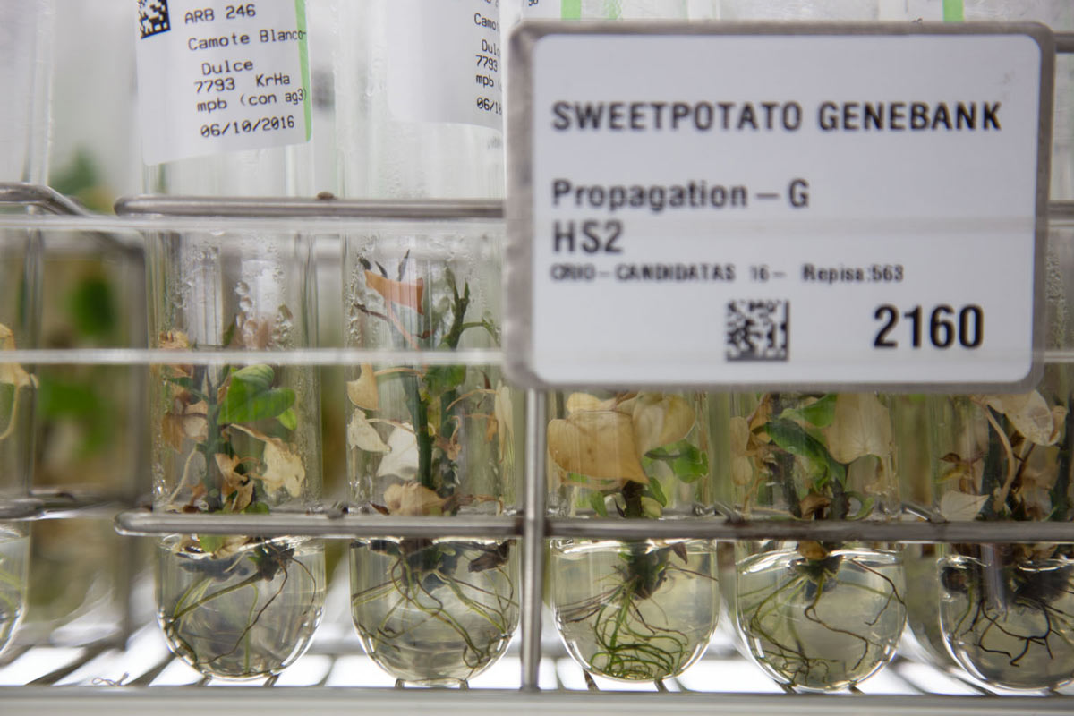 La sala que alberga las casi 5.000 muestras de batata y otros tubérculos andinos