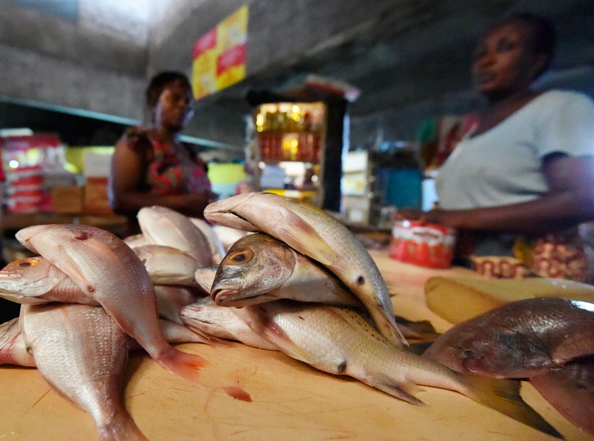 Partes del pescado a veces despreciadas, como la cabeza o las vísceras, pueden suponer entre el 30% y el 70% del pez y son especialmente ricos en micronutrientes