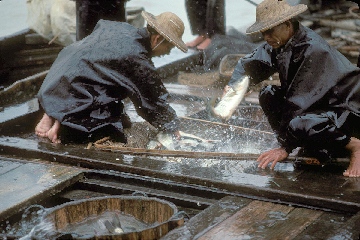 En la foto, dos acuicultores de carpa en China, en 1978