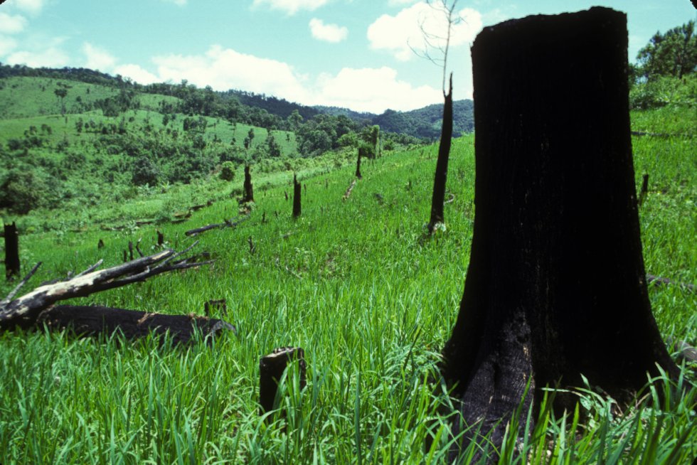 Miles de millones de personas recurren a los bosques y a sus recursos para alimentarse y conseguir energía o cobijo