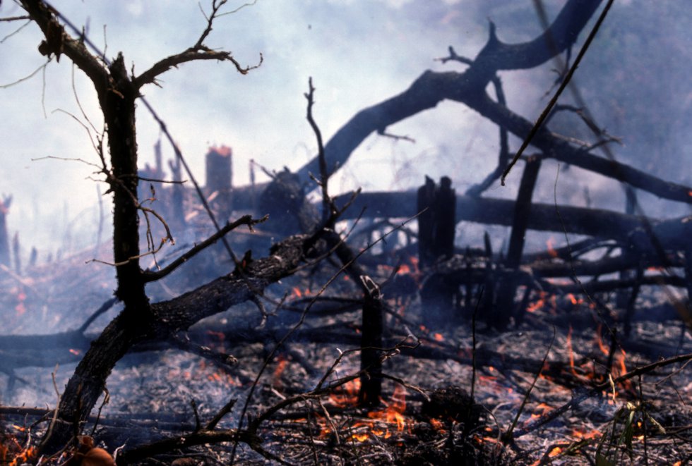 La foto muestra bosque quemado para plantar mijo fonio en Guinea
