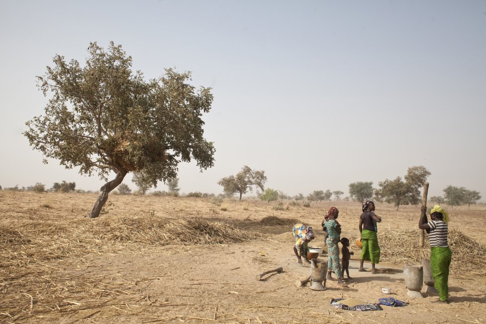 En la imagen, un grupo de mujeres trabaja en Níger en el programa Iniciativa Gran Muralla Verde del Sáhara y el Sahel