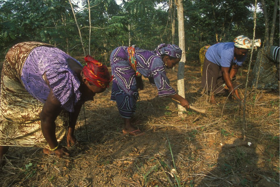Un grupo de mujeres de Moree (Ghana) plantan y cuidan un bosque como un modo de diversificar sus fuentes de ingresos