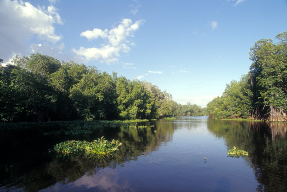 Un bosque de manglar extenso, como el de la imagen, puede mitigar la potencia destructiva de una gran ola
