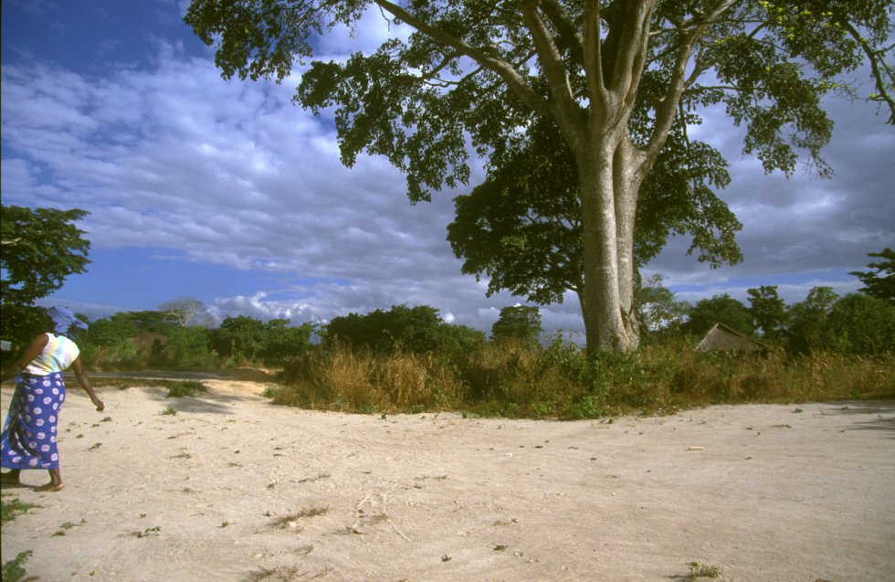 En la imagen, un ejemplar de 'Chlorophora excelsa', cuya madera es muy valiosa