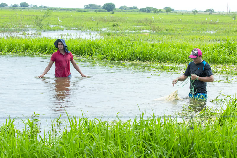 Una de las principales actividades económicas de La Mojana ha sido tradicionalmente la pesca