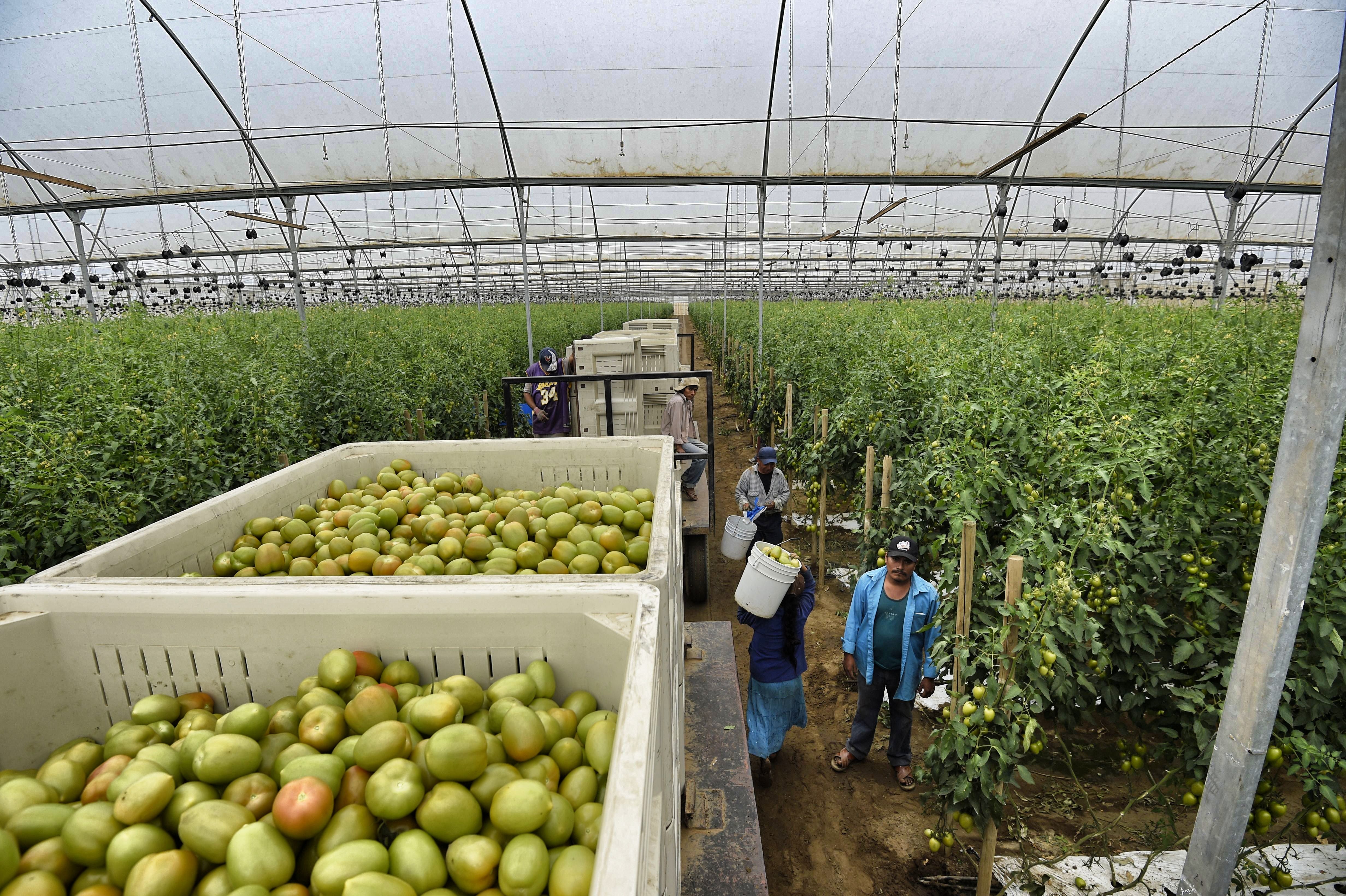 Un invernadero de tomate en Jalisco.