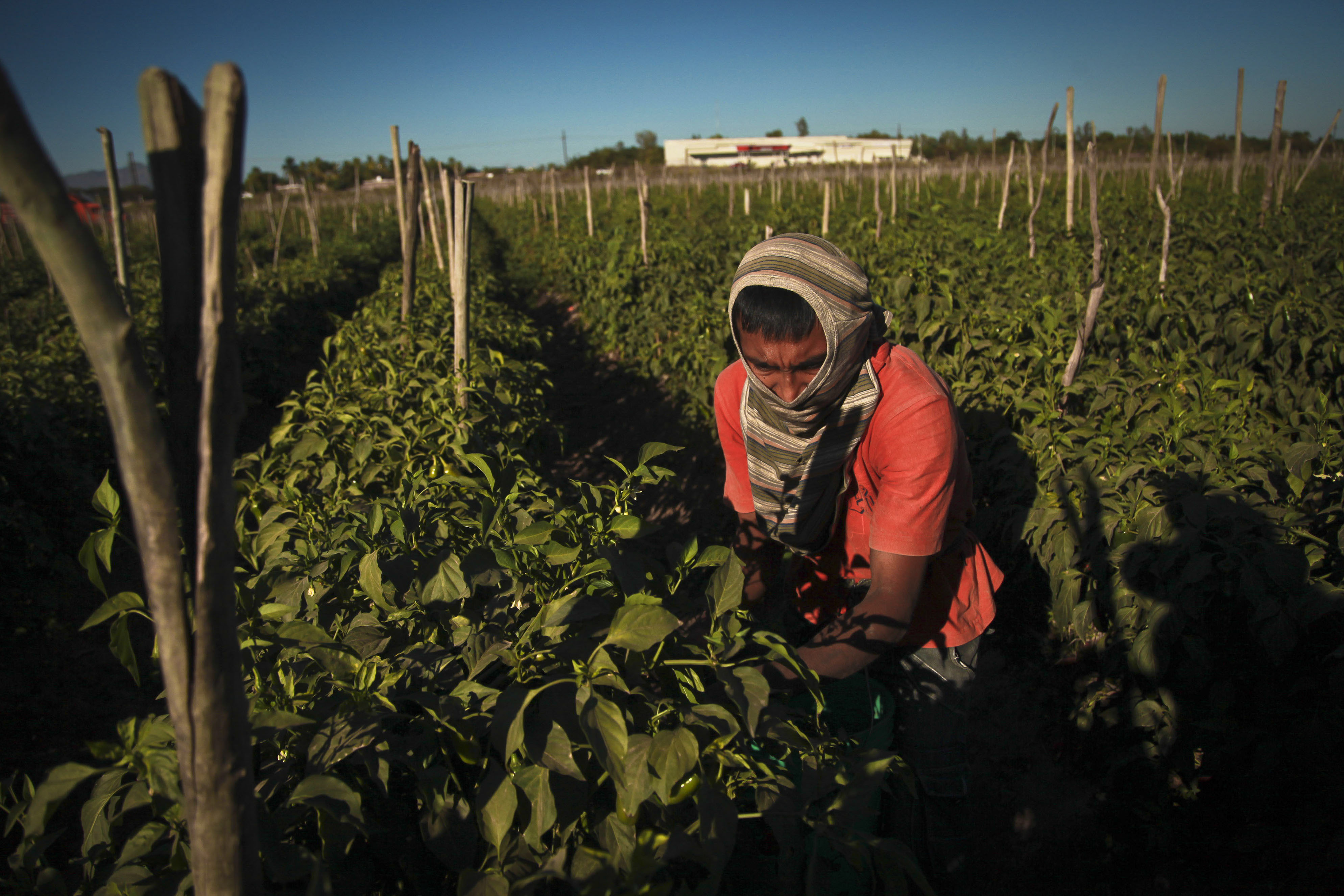 Un jornalero trabaja en un campo de Sinaloa