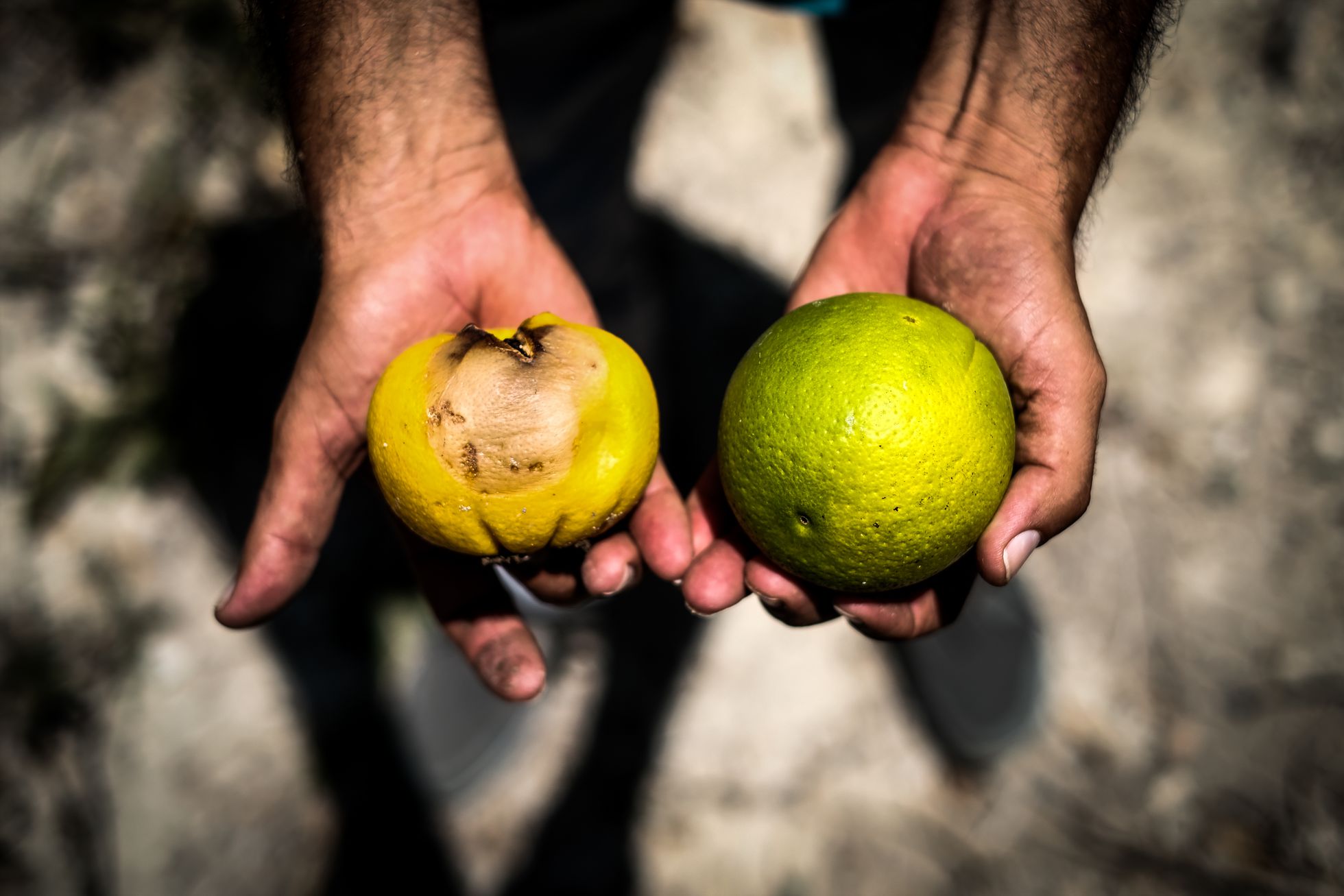 El agricultor José Vicente Andreu con el embalse de La Pedrera (Orihuela, Alicante) al fondo. Andreu trabaja 150 hectáreas y produce alrededor de 2.000 toneladas anuales de cultivo ecológico de limones, pomelos, mandarina, además de varias hectáreas de almendros y olivos.