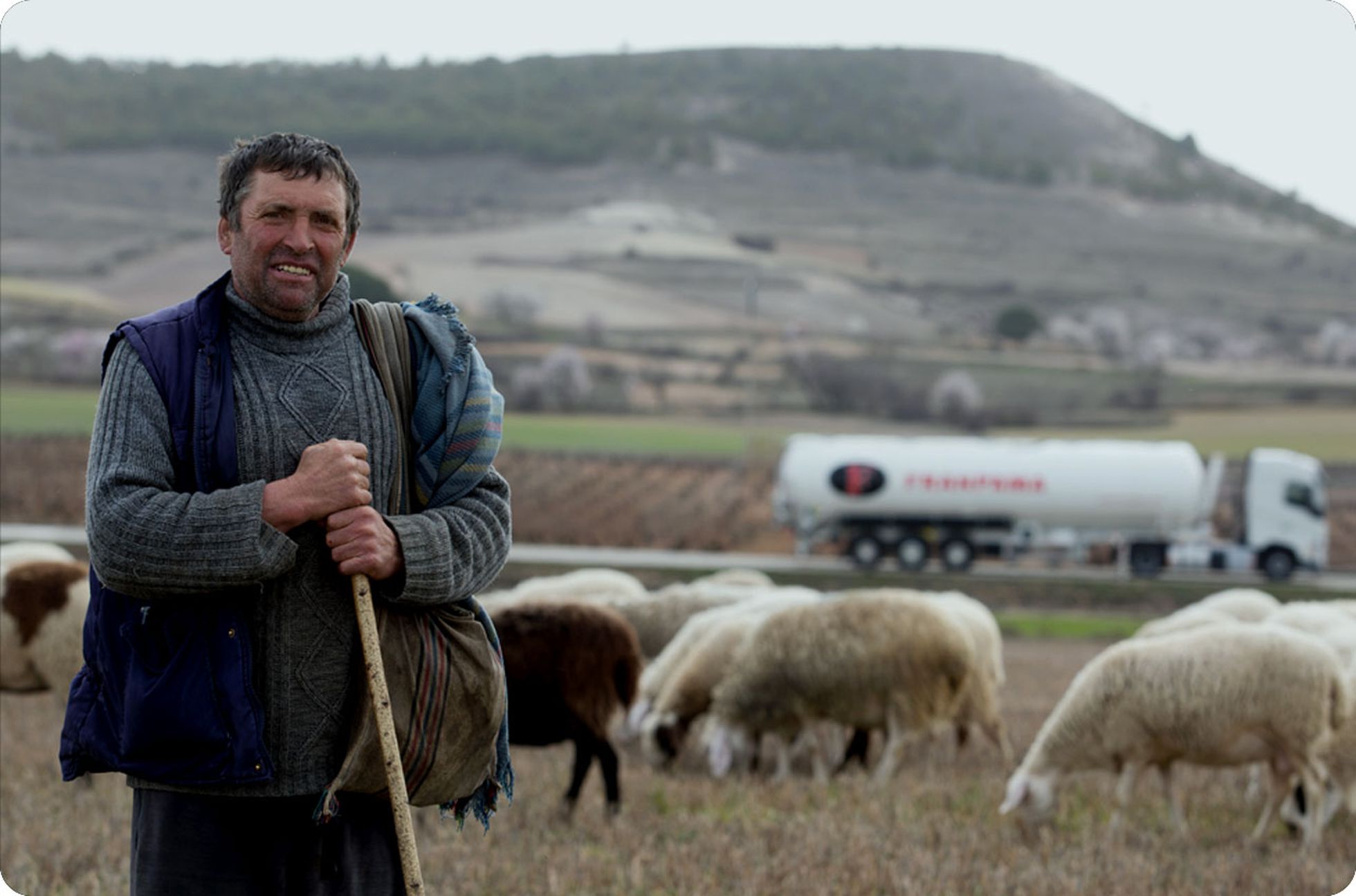 Vivencio Abad pastorea su rebaño junto a la N-122, en la que perdió 20 ovejas en un atropello hace unos años.