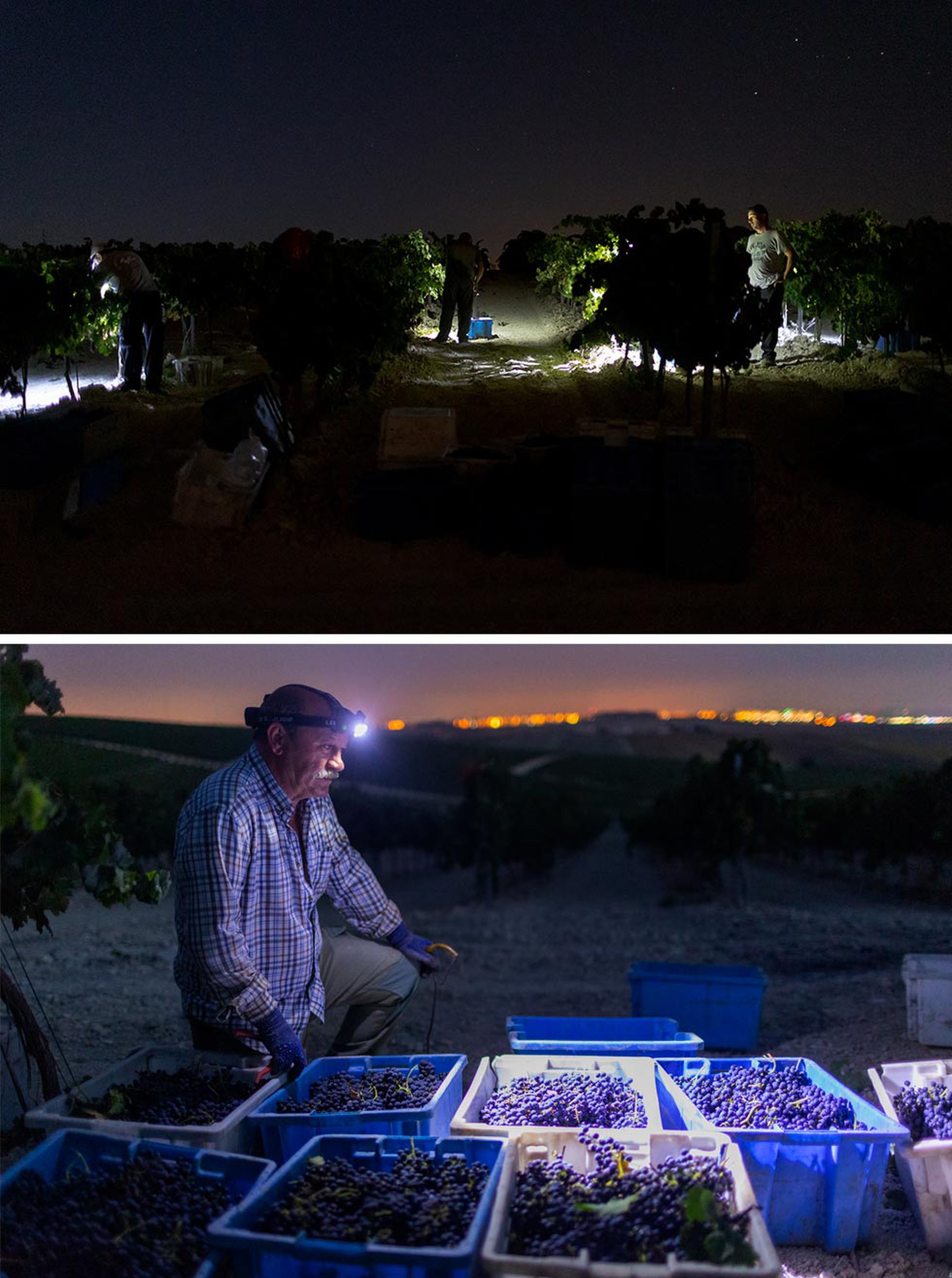 El vendimiador Jesús Odero en una reciente recogida de uva nocturna en Jerez de la Frontera, Cádiz.