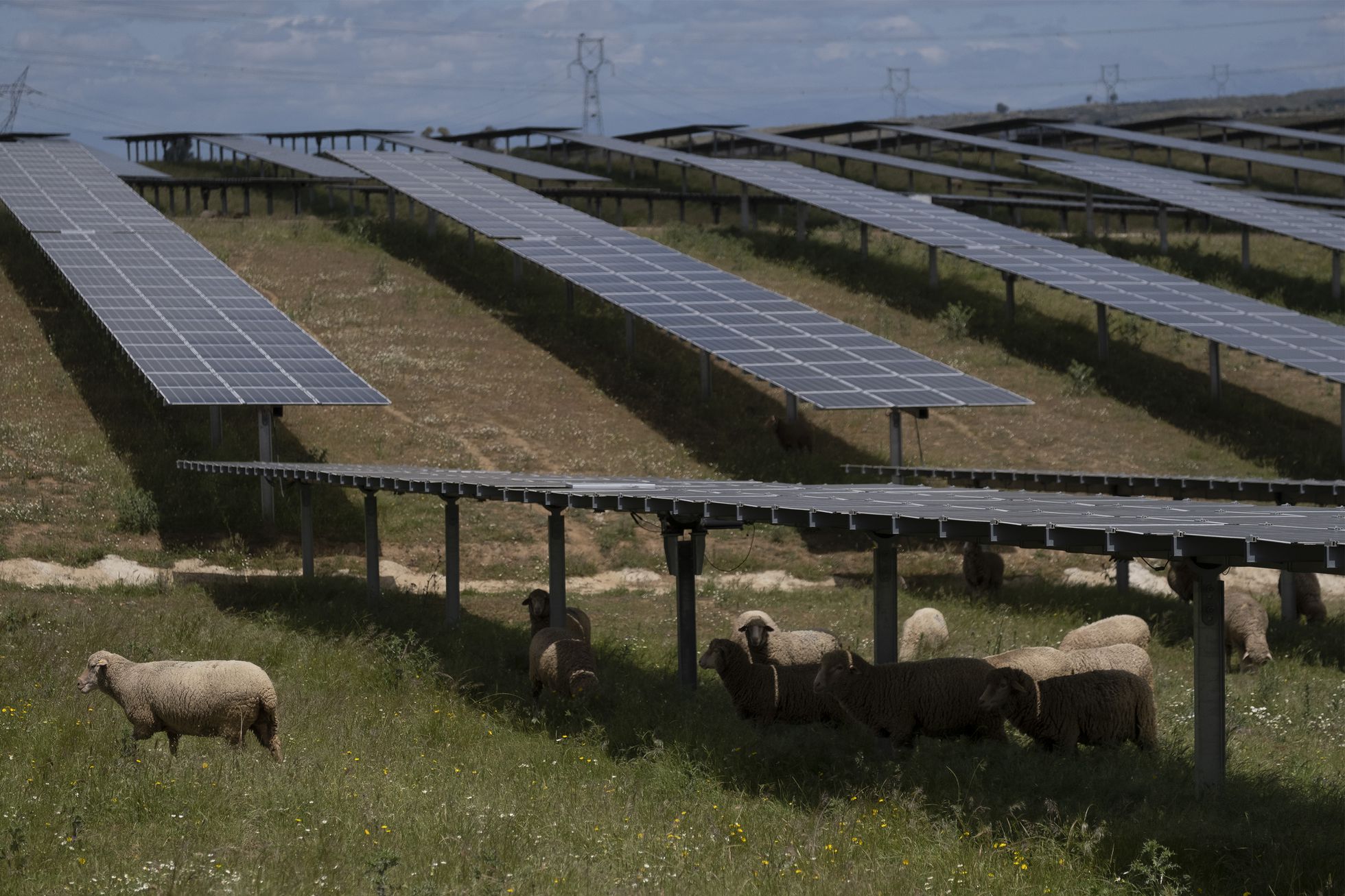 Un rebaño de ovejas en la planta fotovoltaica de Trujillo, Cáceres.
