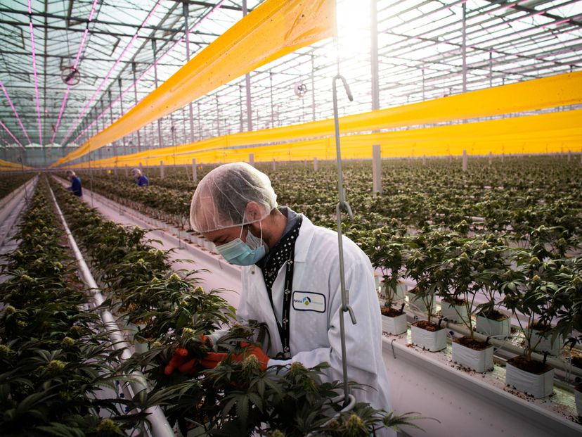 Un trabajador en una plantación de cannabis en Ontario, el pasado enero.