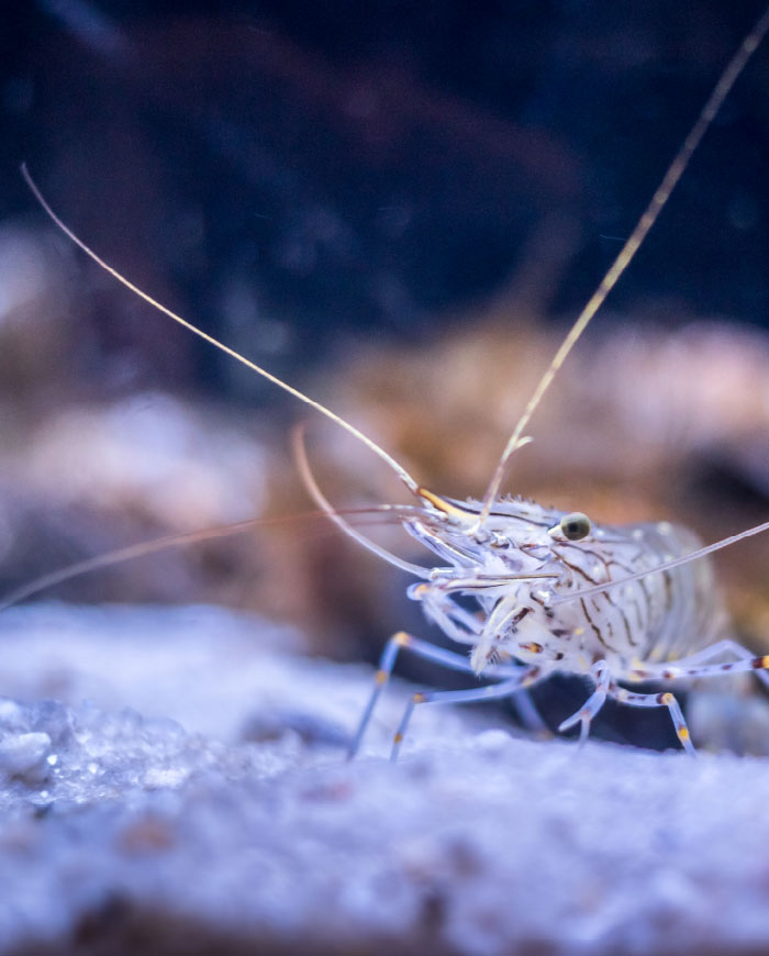 Habitantes marinos