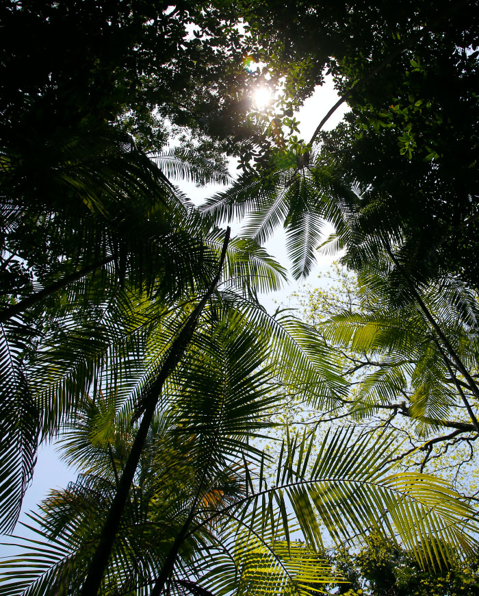 Palmeras