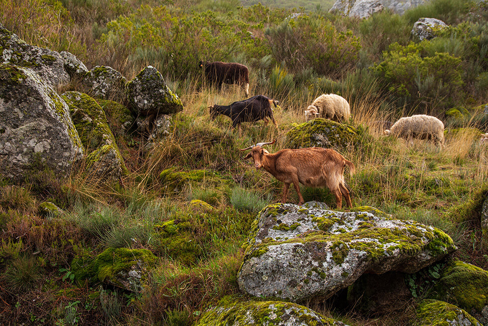 Bisontes europeos, boñigas fósiles, bosques en fila