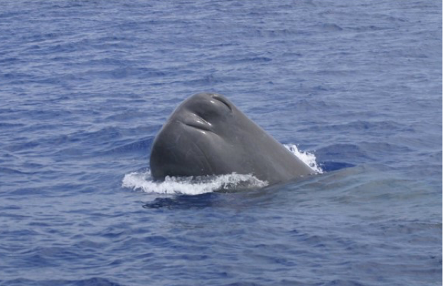 Sperm whales 1
