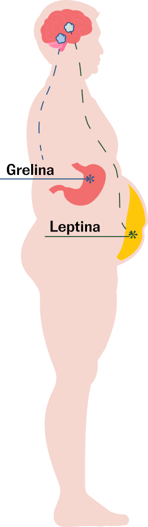 Silueta humana con la posicin aproximada de las dos hormonas que regulan el apetito