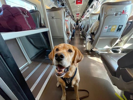 Larry, un perro labrador, en el pasillo de un tren de Iryo