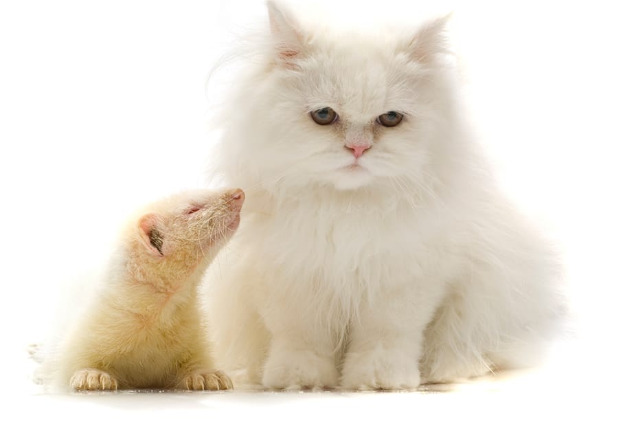 Un gato blanco junto a un hurón