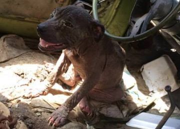Una hembra pitbull fue abandonada en 2015 en Aguascalientes, dentro de un coche.