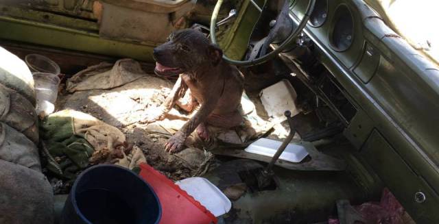 An abandoned pitbull.