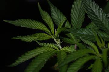 Una hoja de marihuana en una festival. Una hoja de marihuana en una festival.