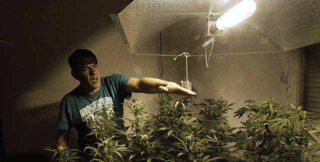 A marijuana home-grower in Montevideo.