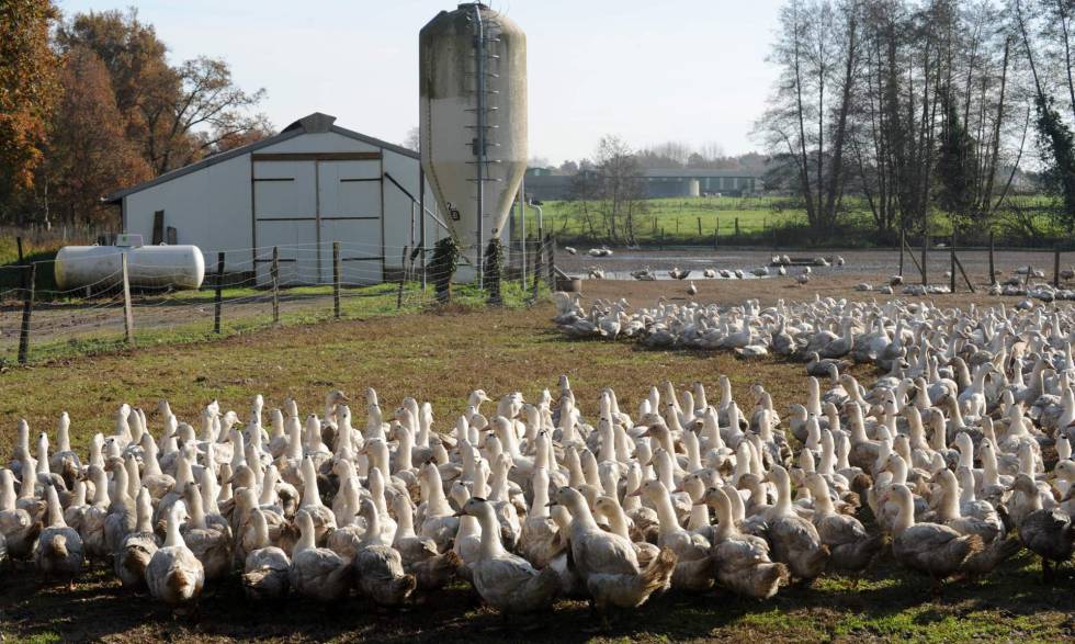Francia sacrificará 600.000 patos para erradicar la gripe aviar |  Internacional | EL PAÍS
