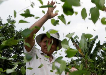 Un grupo de productores recurre la nueva ley de la coca en Bolivia