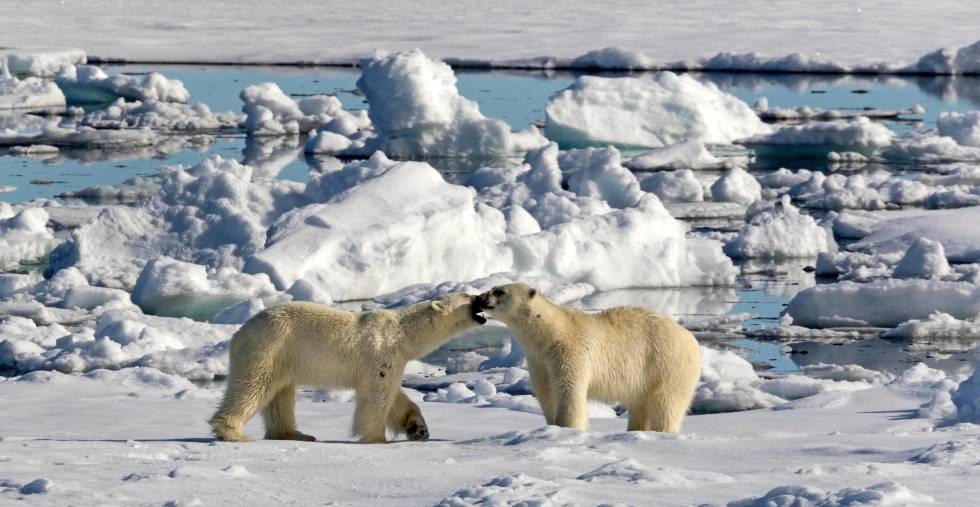 La clave está en el mapa 2 Dos osos polares sobre una placa de hielo en Spitsbergen (Noruega).