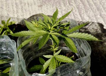 Uruguay inicia el registro para la compra legal de marihuana