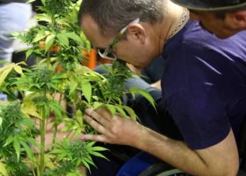 México aprueba el uso medicinal de la marihuana