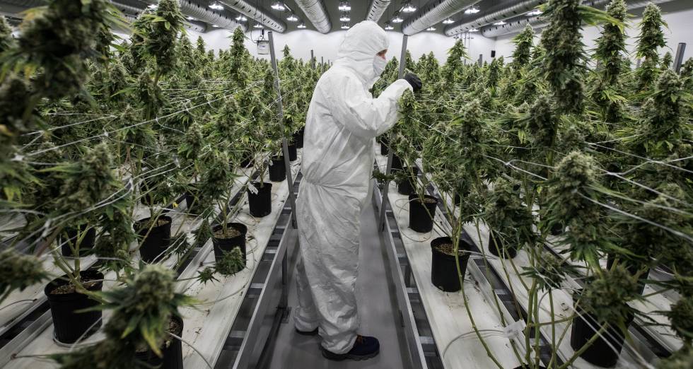 Uruguay| Más de la mitad de los consumidores optan por la marihuana legal