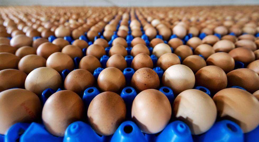 Producción de huevos de una granja en Putten, en Holanda.