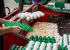La alarma por los huevos contaminados alcanza a la carne de pollo en Holanda