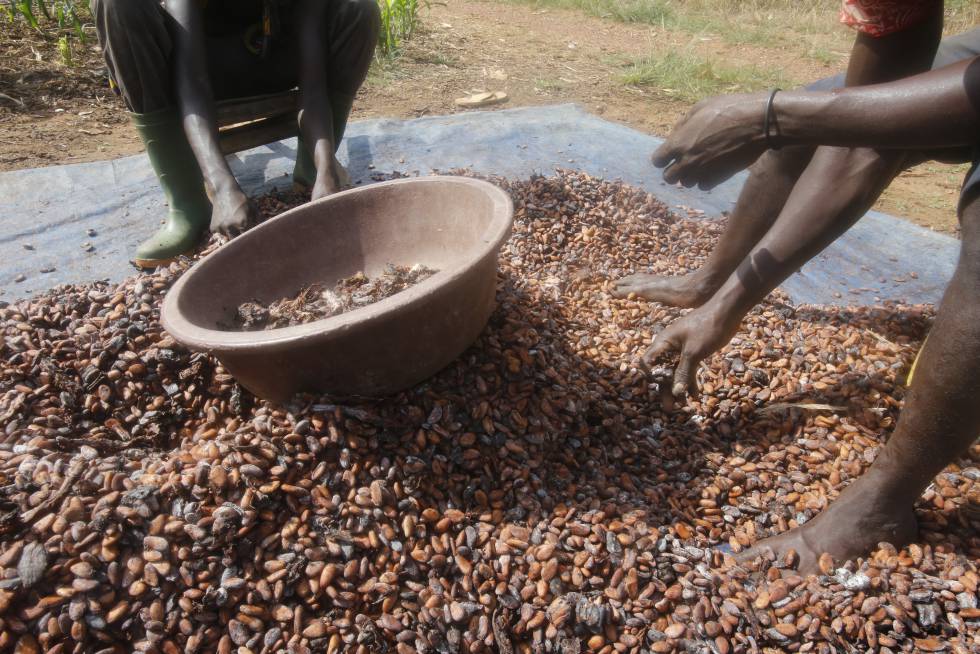 Agricultores trabajan el grano del cacao.
