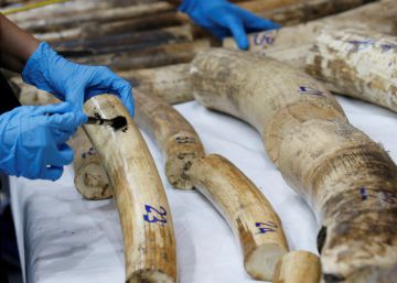 Estados Unidos levanta la prohibición a las importaciones de trofeos de caza deportiva