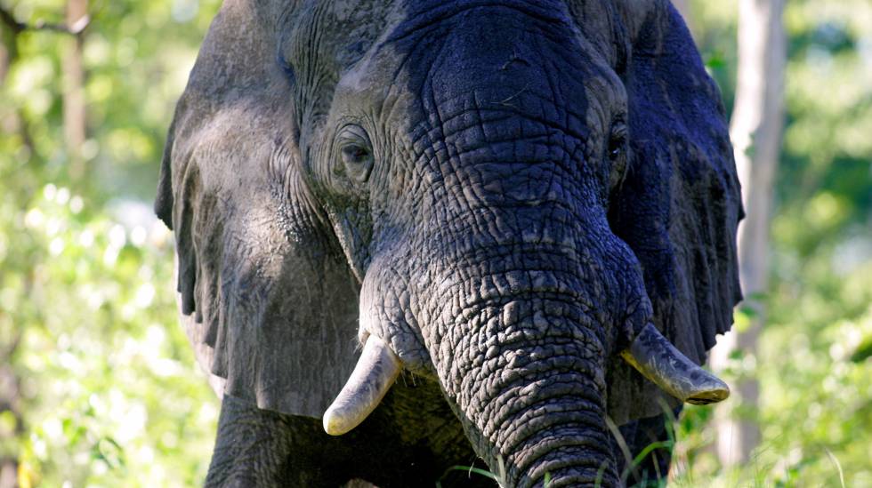 Un elefante en el delta del Okavango, en Botsuana 