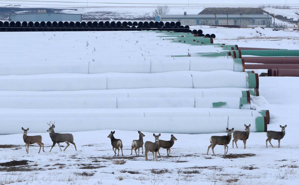 Ciervos en Gascoyne, Dakota del Norte, donde se almacenan las tuberías para el oleoducto Keystone XL
