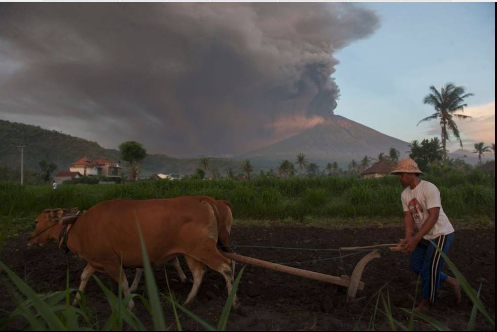Un agricultor de Culik labra el campo con las cenizas del volcán Agung de fondo.