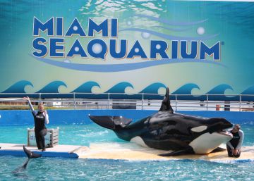 Crece la campaña para liberar a Lolita, la orca solitaria de Miami
