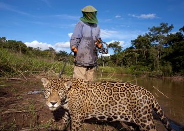 Las empresas chinas amenazan el jaguar boliviano