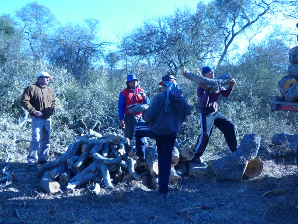 Sacheros cargan troncos reciÃ©n cortados en la cuenca forestal de Monte Quemado.