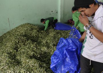Una empresa boliviana vende hojas de coca a domicilio