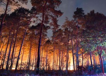 Incendios y pérdidas millonarias para el campo por la ola de calor en Alemania