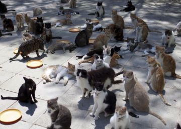 La mujer que vivía con 180 gatos, ¿amaba a los animales?