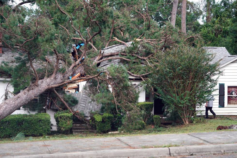 Un árbol caÃdo en Tallahassee tras el paso del huracán