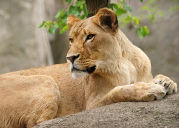 Una leona mata al padre de sus tres crías en un zoo